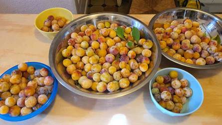 20230815_103341_(reduit25p100)