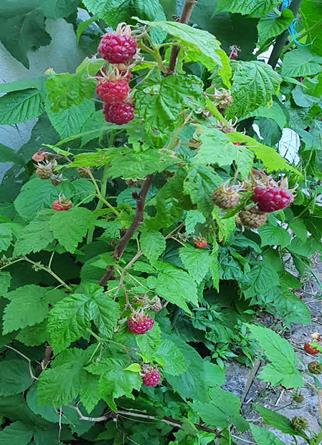 20240602_202654_(reduit20p100)