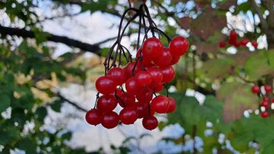 20241026_163732_(reduit20p100)