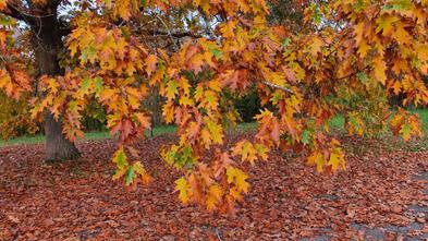 20241026_174901_(reduit20p100)