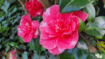 20250326_170129_red-20p100