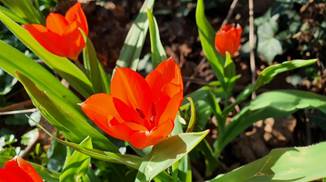 20250405_093313_red-20p100