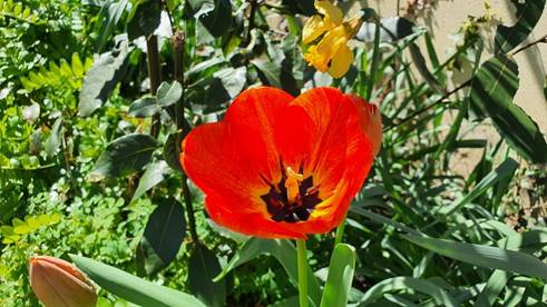 20250405_142707_red-20p100