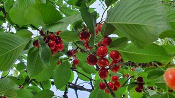 20250611_142316_red-20p100