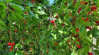 20250613_102058_red-20p100