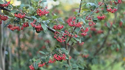 20251031_164519_red-20p100