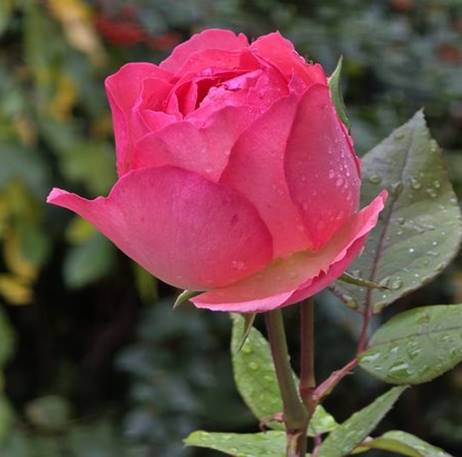 20251101_134357_red-20p100
